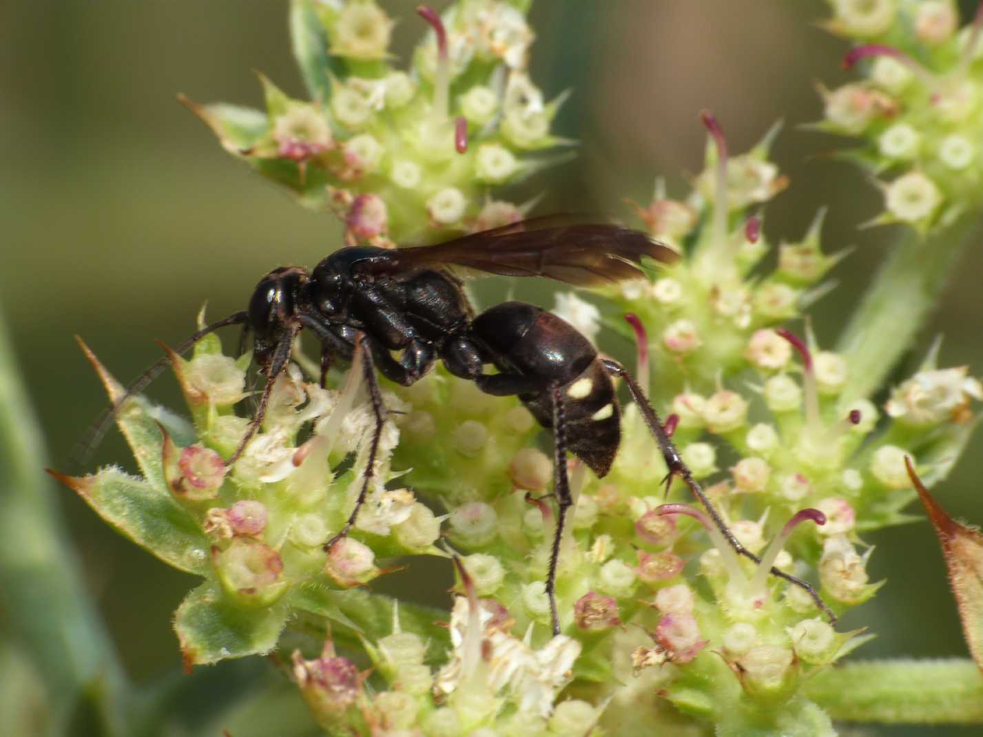 Pompilidae con macchie bianche